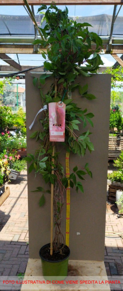 PARTHENOCISSUS ENGELMANNII VASO 18CM
