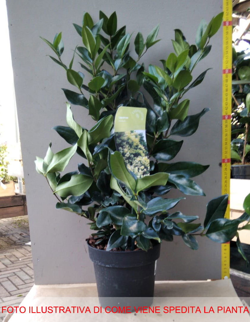 LIGUSTRUM LUCIDUM VASO 16CM