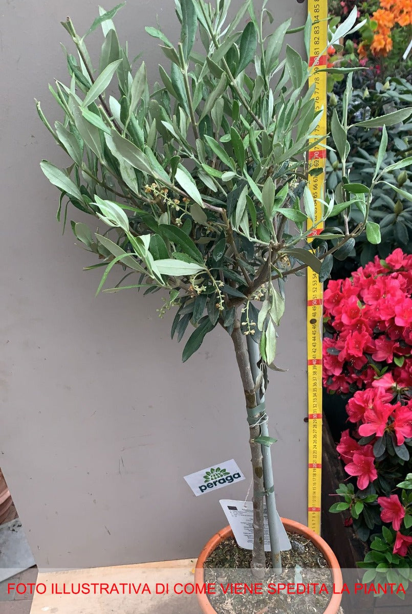 OLIVO OLEA EUROPAEA VASO 18CM