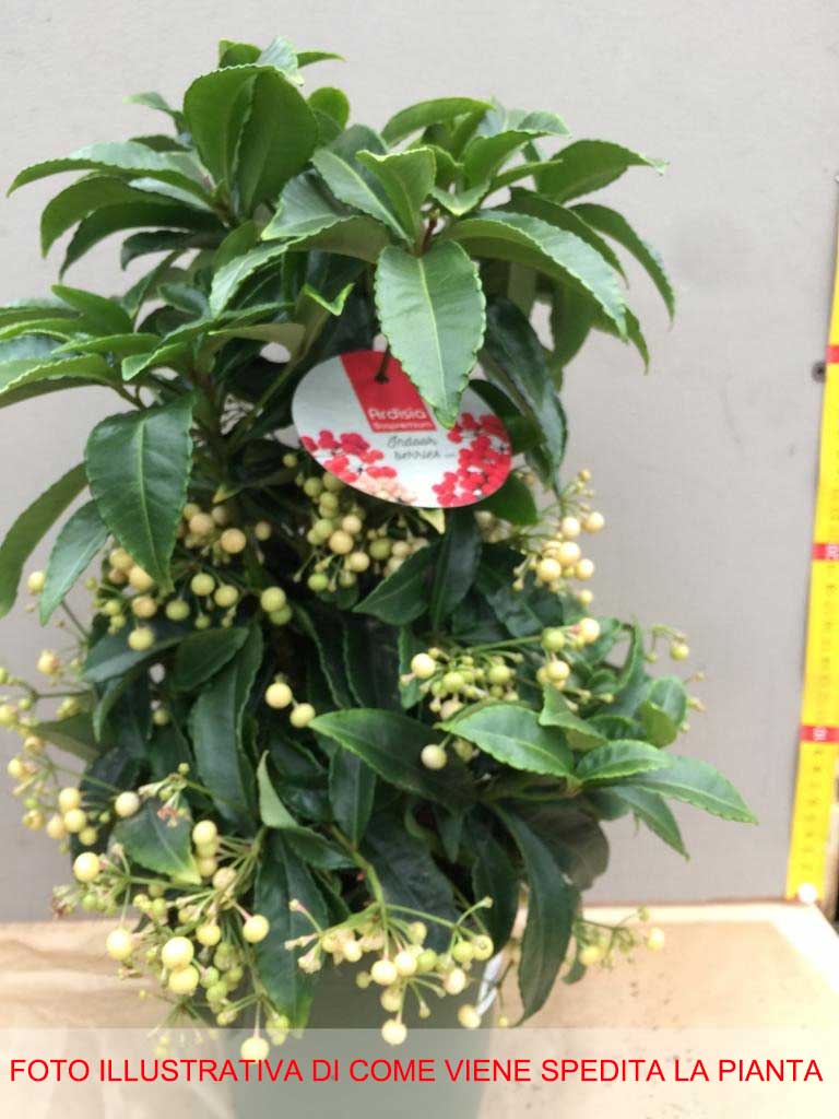 ARDISIA CRENATA BIANCA VASO 14CM