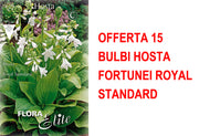 OFFERTA 15 BULBI HOSTA FORTUNEI ROYAL STANDARD