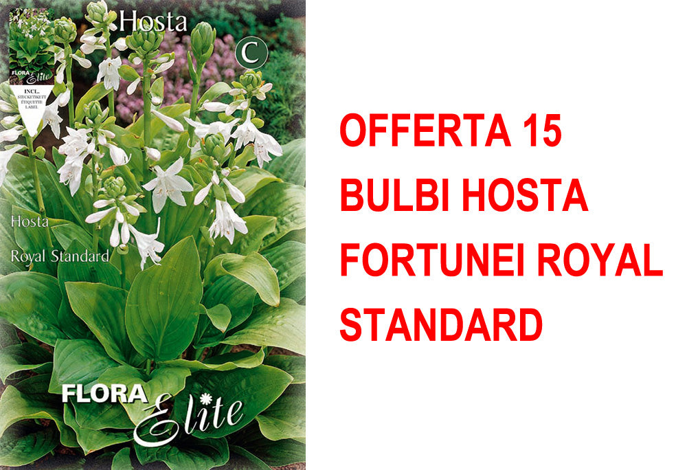OFFERTA 15 BULBI HOSTA FORTUNEI ROYAL STANDARD