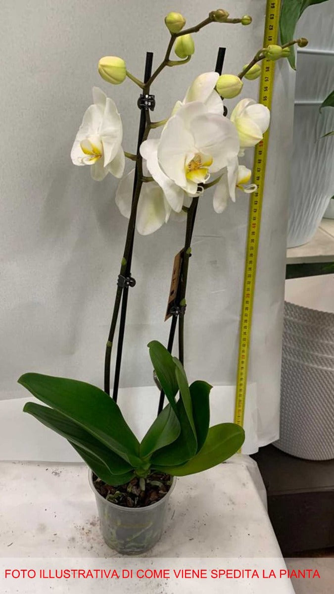 ORCHIDEA PHALAENOPSIS BIANCA VASO 12CM