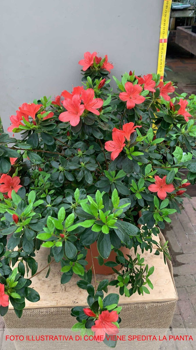 AZALEA JAPONICA RUSTICA ROSSA VASO 24CM