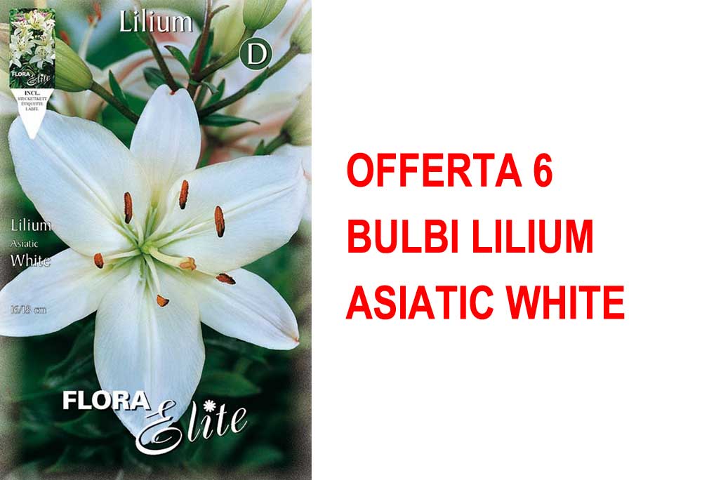 OFFERTA 6 BULBI LILIUM ASIATIC WHITE