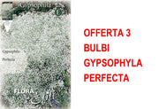 OFFERTA 3 BULBI GYPSOPHYLA PERFECTA