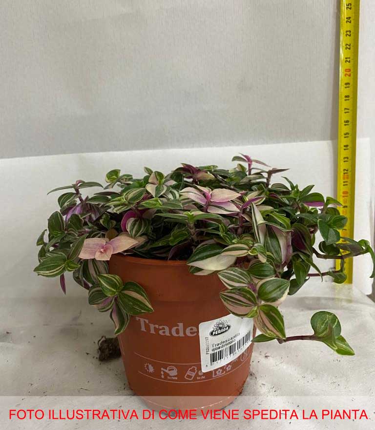 TRADESCANTIA QUADRICOLOR VASO 12CM