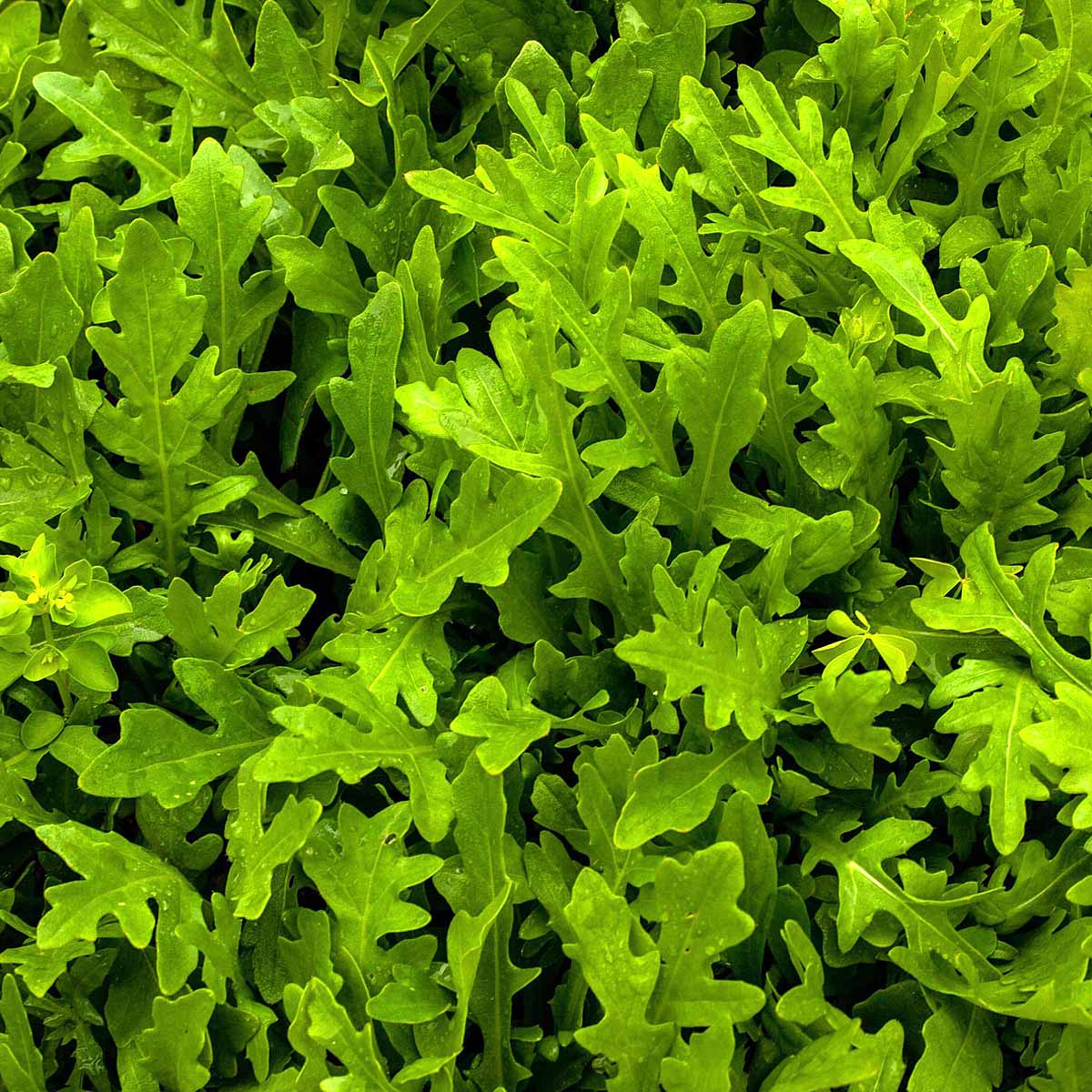 RUCOLA VASO 14CM