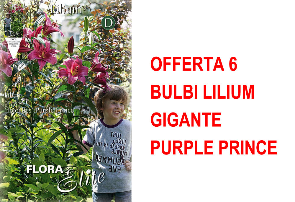 OFFERTA 6 BULBI LILIUM GIGANTE PURPLE PRINCE