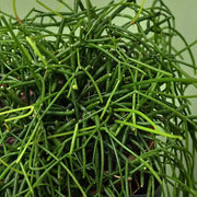 RYPSALIS BACCIFERA IN BASKET 13CM