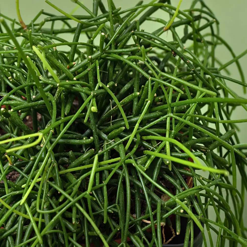 RYPSALIS BACCIFERA IN BASKET 13CM