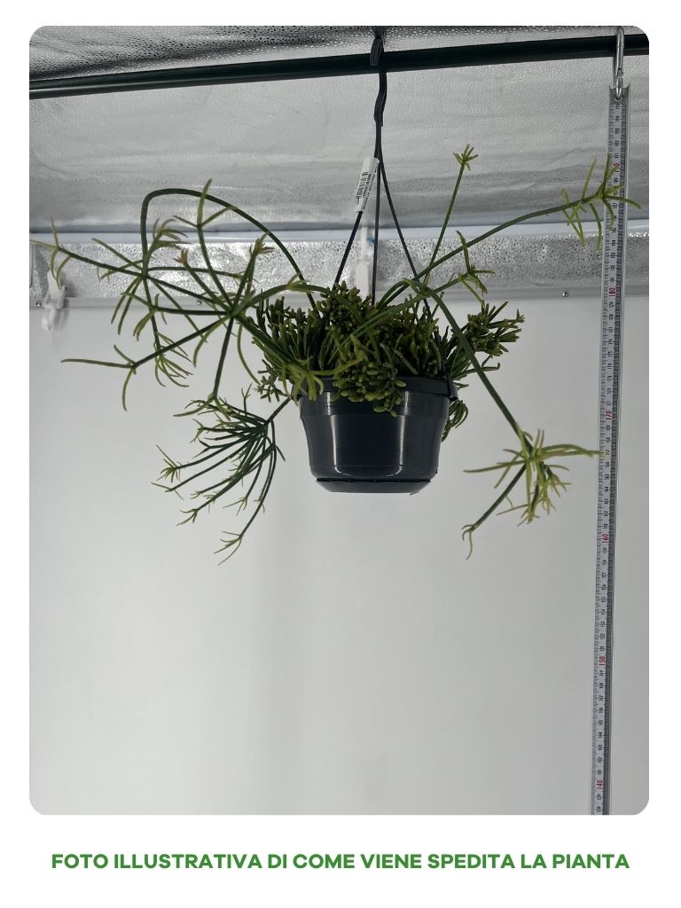 RYPSALIS BACCIFERA IN BASKET 13CM