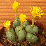 CONOPHYTUM MEYERI VASO 6CM