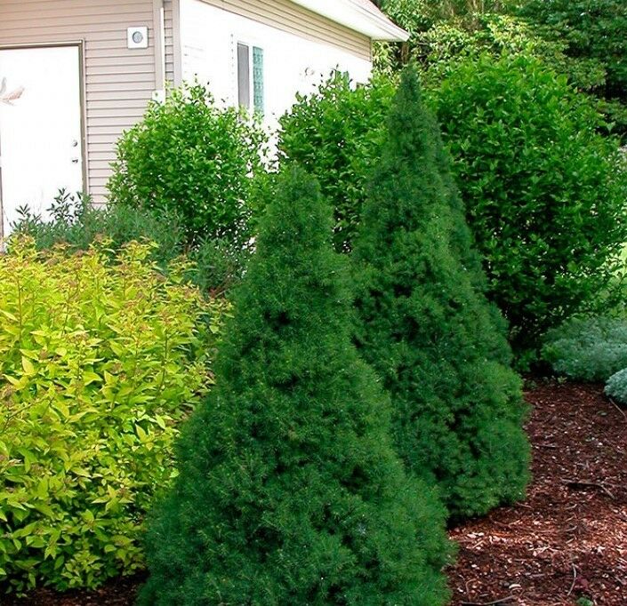 PICEA GLAUCA PERFECTA VASO 19CM