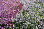 OFFERTA 3 ERICA DARLEYENSIS COLORI ASSORTITI VASO 11CM