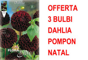 OFFERTA 3 BULBI DAHLIA POMPON NATAL