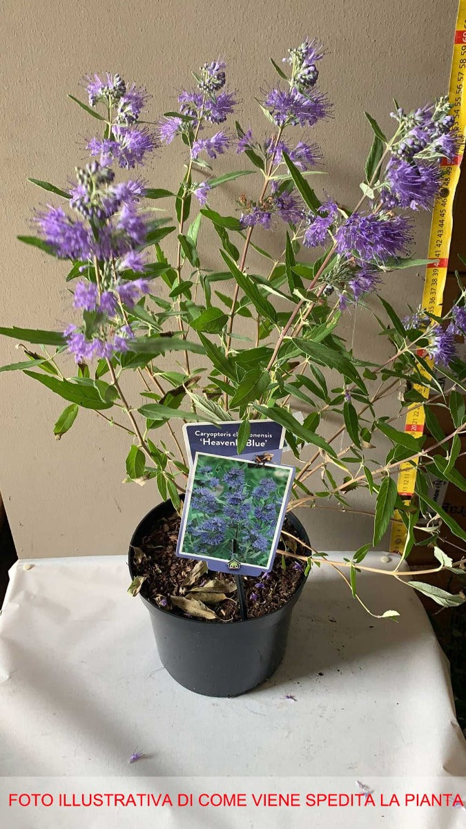 CARYOPTERIS HEAVENLY BLUE VASO 19CM