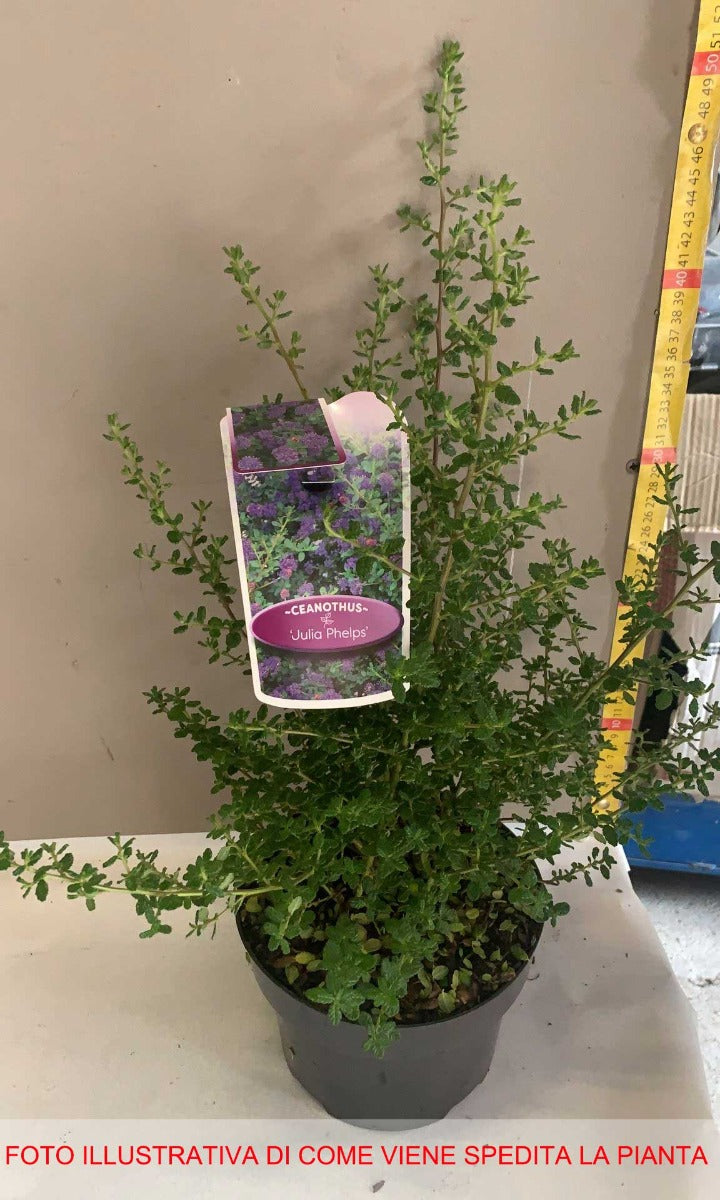 CEANOTHUS JULIA PHELPS VASO 17CM
