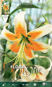 LILIUM ORIENTAL LADY ALICE (CONFEZIONE DA 1 BULBO)