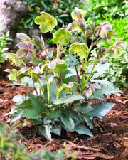 HELLEBORUS SILVER DOLLAR ROSA DI NATALE VASO 9CM
