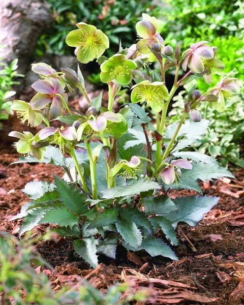 HELLEBORUS SILVER DOLLAR ROSA DI NATALE VASO 9CM
