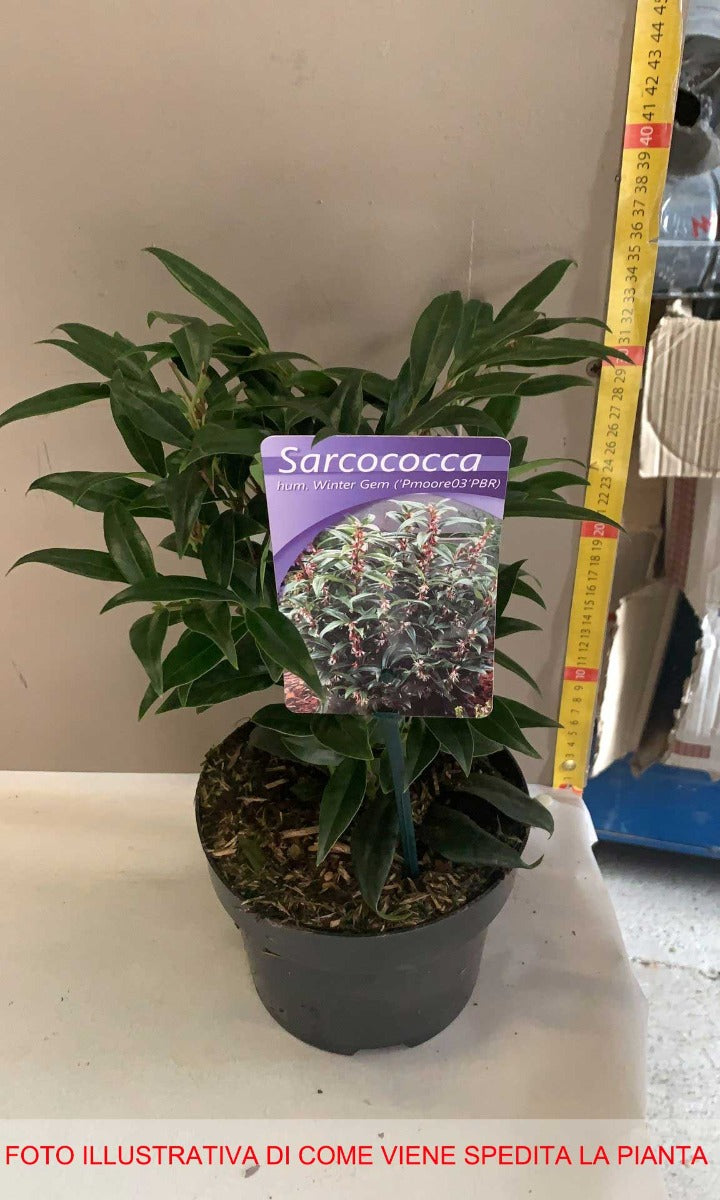 SARCOCOCCA WINTER GEM VASO 17CM