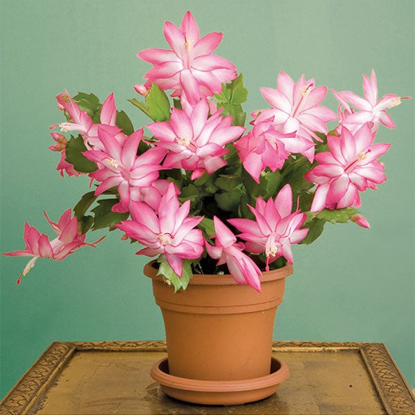 SCHLUMBERGERA ROSA CACTUS DI NATALE IN VASO 17CM