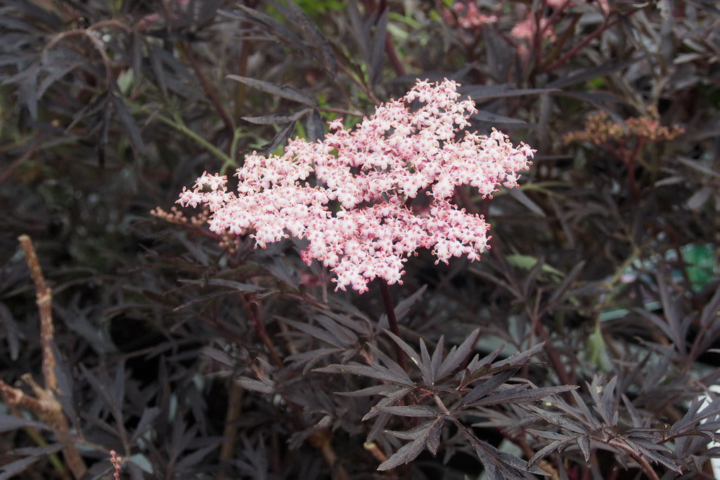 SAMBUCUS SAMBUCO NIGRA BLACK LACE IN VASO 19CM