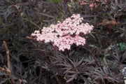 SAMBUCUS SAMBUCO NIGRA BLACK LACE IN VASO 19CM