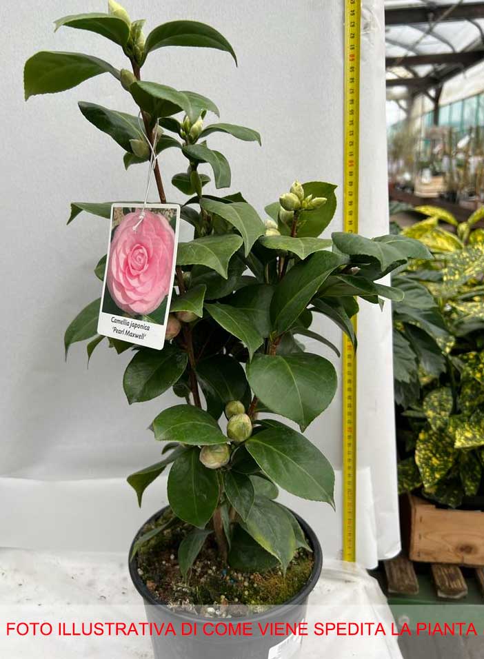 CAMELIA JAPONICA PEARL MAXWELL VASO 19CM