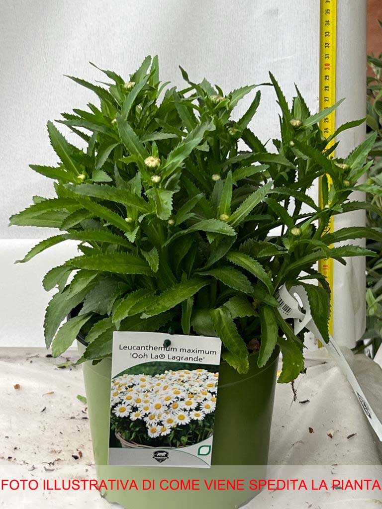 LEUCANTHEMUM OOH LA LAGRANDE VASO 18CM
