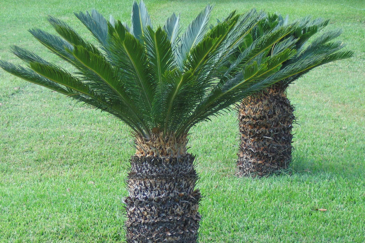 CYCAS REVOLUTA PALMA NANA VASO 22CM