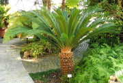 CYCAS REVOLUTA PALMA NANA VASO 22CM