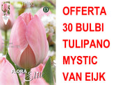 OFFERTA 30 BULBI TULIPANO DARWIN HYBRID MYSTIC VAN EIJK