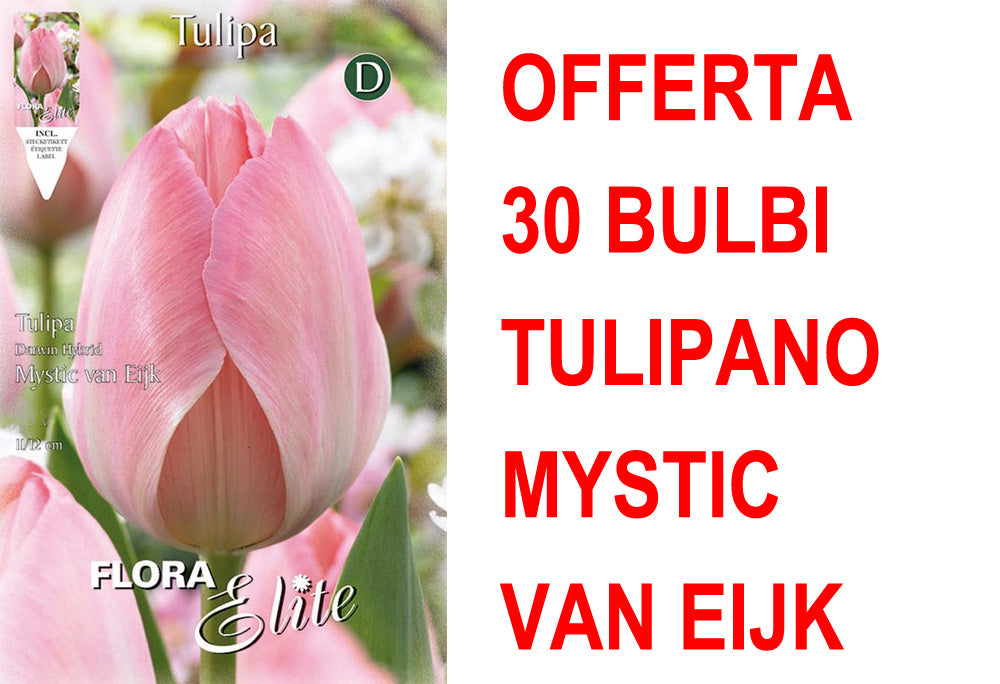 OFFERTA 30 BULBI TULIPANO DARWIN HYBRID MYSTIC VAN EIJK