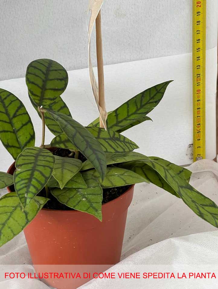HOYA CALLISTOPHYLLA FIORE DI CERA VASO 12CM