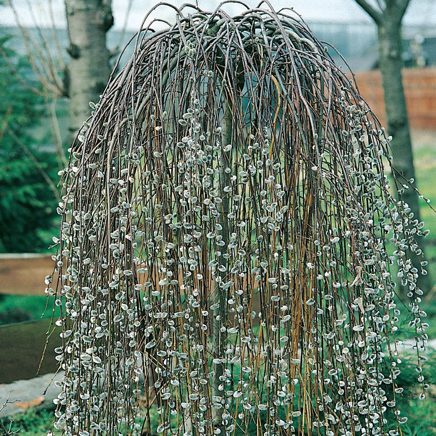 SALIX SALICE CAPREA 'KILMARNOCK' PENDULA VASO 23CM