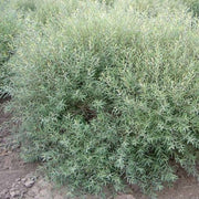 SALIX SALICE PURPUREA NANA VASO 18CM