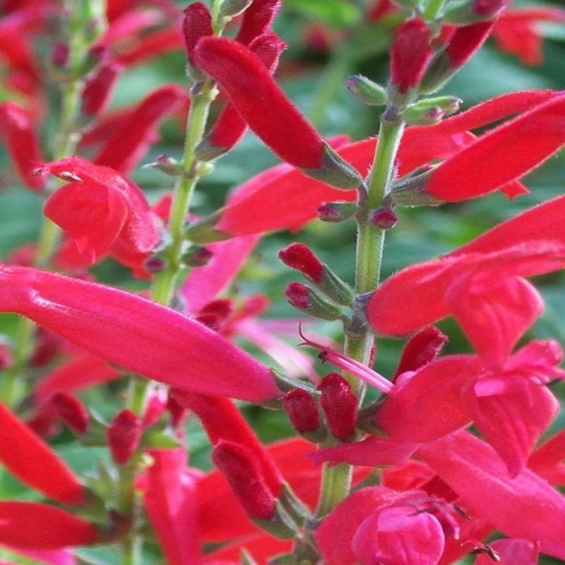 SALVIA ANANAS VASO 14CM