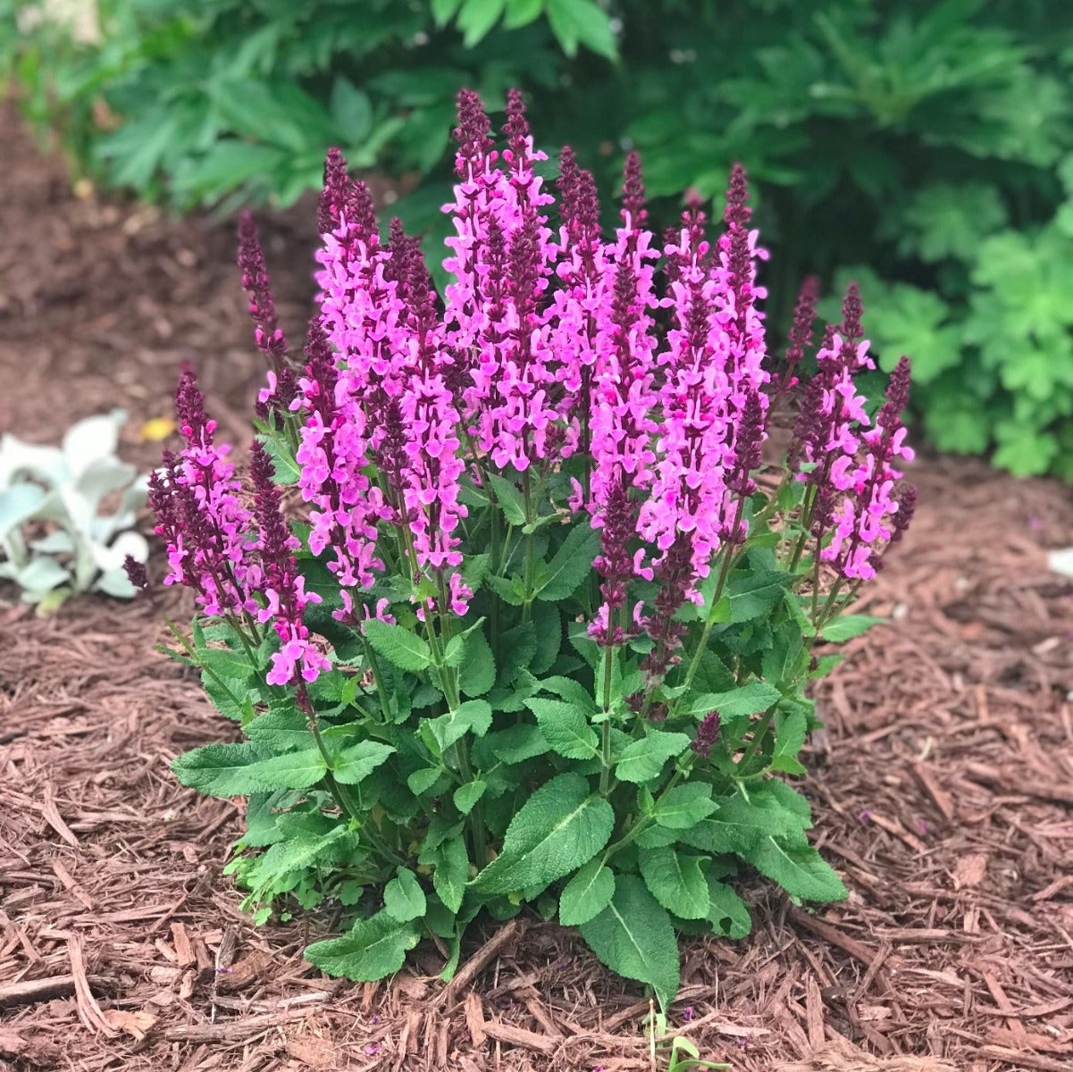SALVIA NEMOROSA MARVEL ROSE VASO 13CM