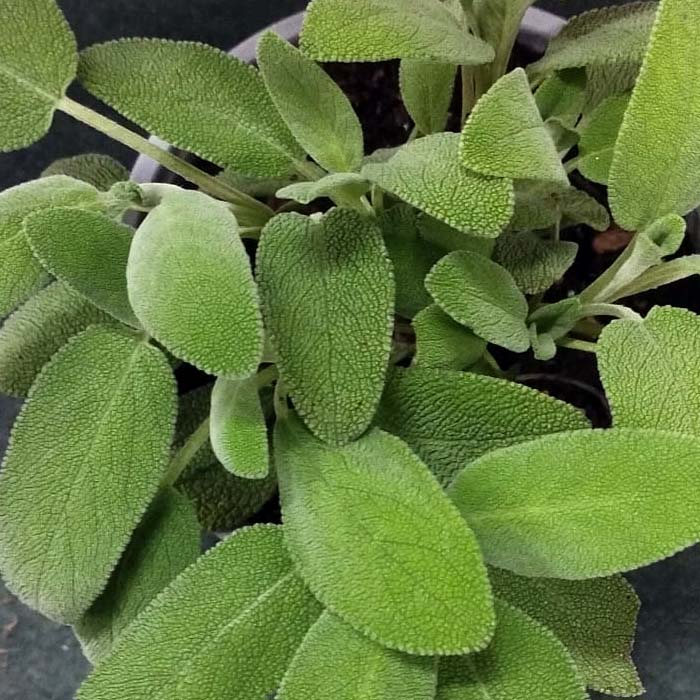 SALVIA IN VASO 14CM