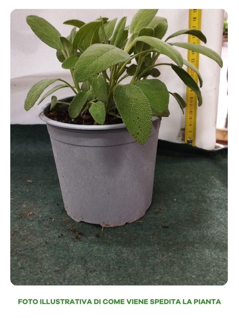SALVIA IN VASO 14CM