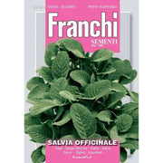 SEMI DI SALVIA OFFICINALE