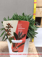 SALVIA OFFICINALIS IN VASO 18CM