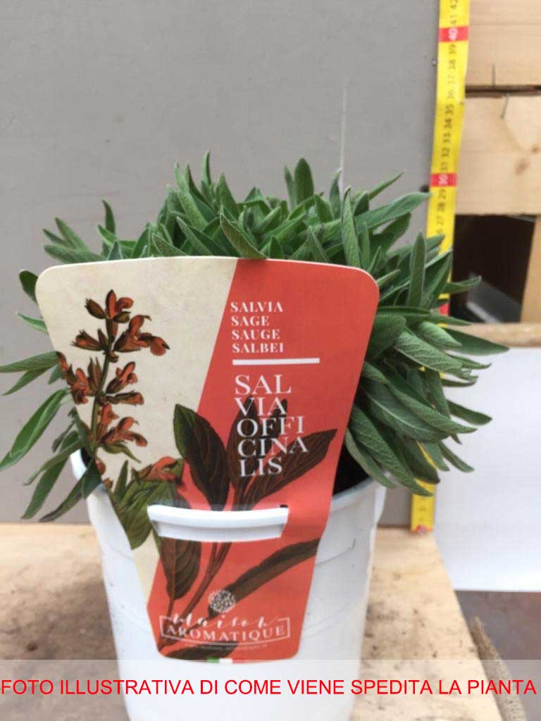 SALVIA OFFICINALIS IN VASO 18CM