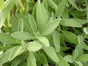 SALVIA OFFICINALIS IN VASO 19CM