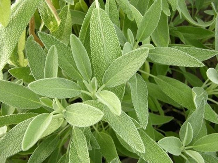 SALVIA OFFICINALIS IN VASO 18CM