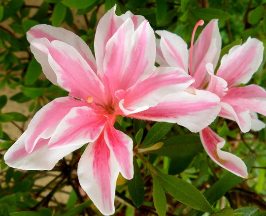 AZALEA JAPONICA RUSTICA MELLE VASO 15CM