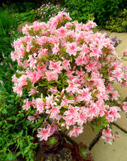 AZALEA JAPONICA RUSTICA MELLE VASO 15CM
