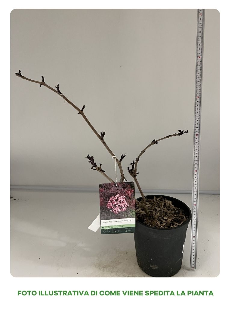 SAMBUCO CHERRY LACE IN VASO 18CM